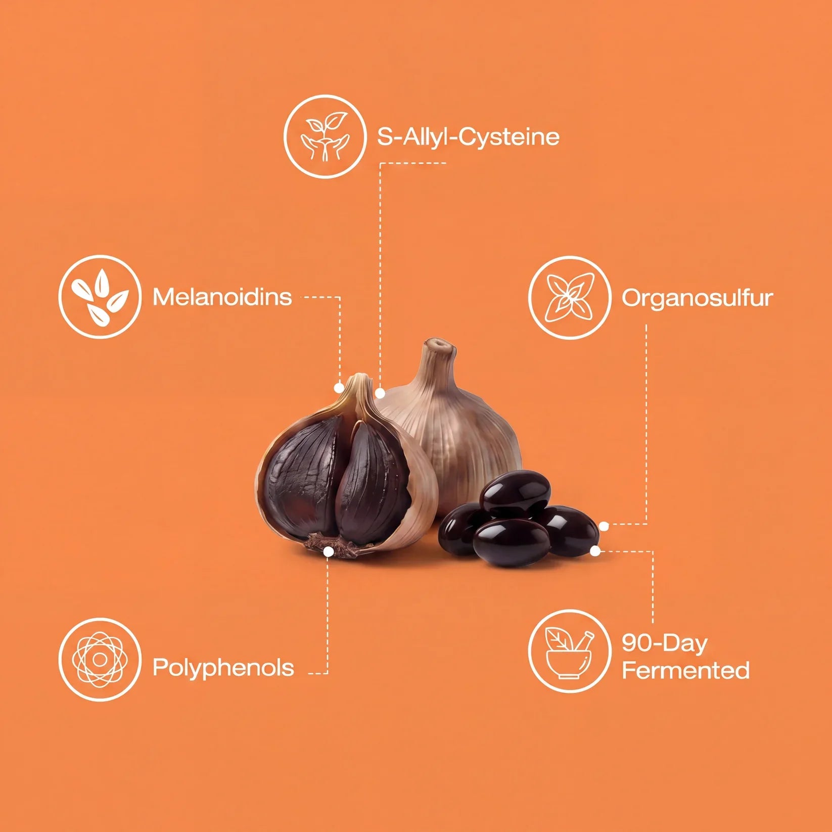 Sular: Fermented Black Garlic Restoration Protocol
