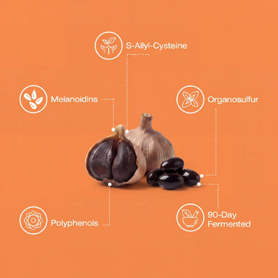 Sular: Fermented Black Garlic Restoration Protocol