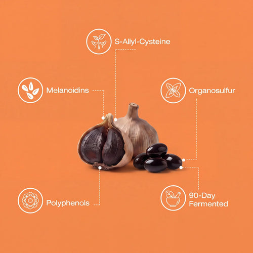 Sular: Fermented Black Garlic Restoration Protocol